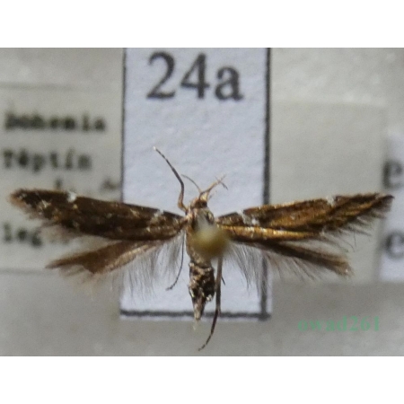 Metzneria paucipunctella (Zeller, 1839) Czech24a